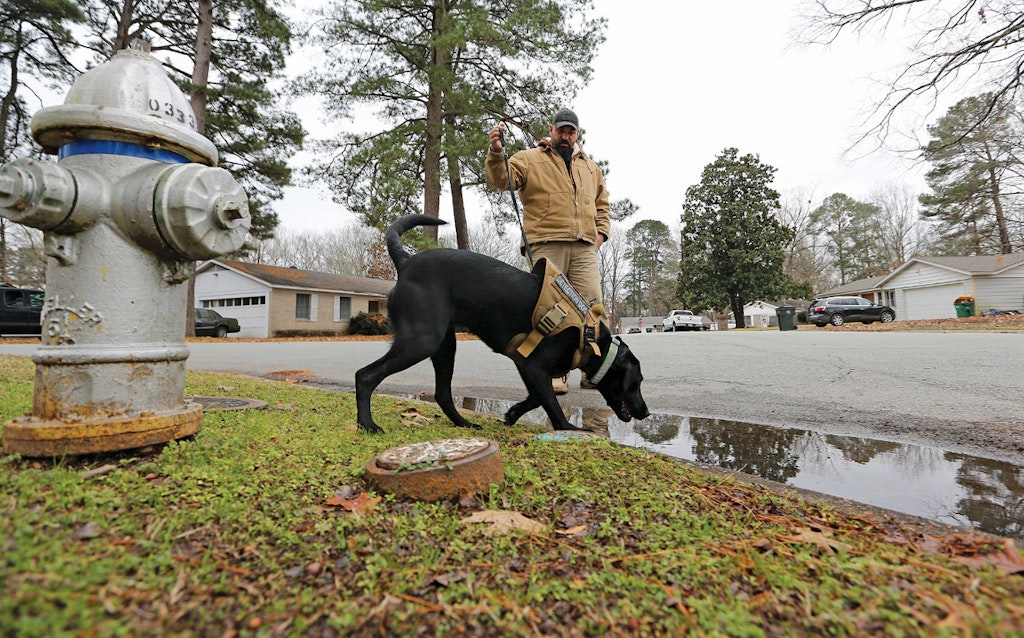 Human/Trained Dogs