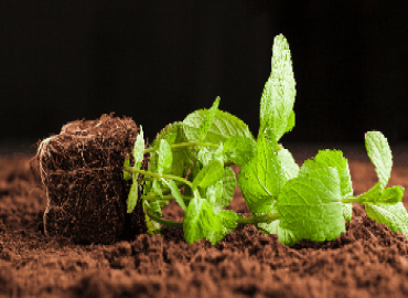 AI-Driven Non-Destructive Testing Enables Carbon-Negative Biopolymer Soil Composite