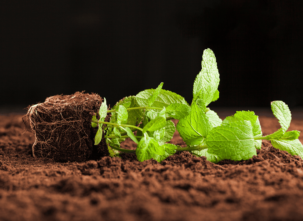 AI-Driven Non-Destructive Testing Enables Carbon-Negative Biopolymer Soil Composite
